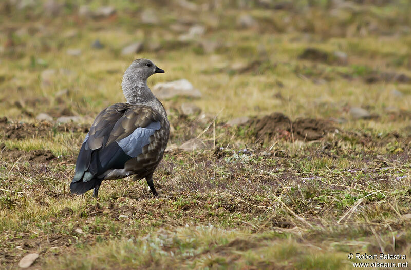 Blue-winged Goose