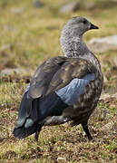 Blue-winged Goose