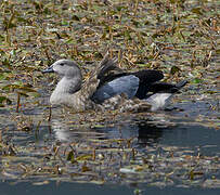 Blue-winged Goose