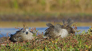 Blue-winged Goose