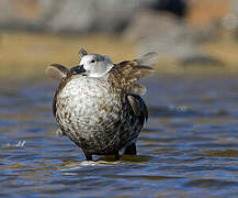 Blue-winged Goose