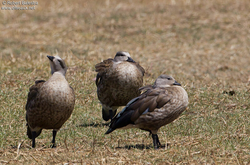 Blue-winged Goose