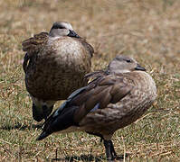 Blue-winged Goose