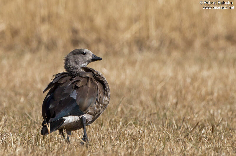 Blue-winged Goose