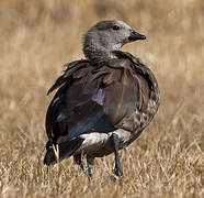 Blue-winged Goose