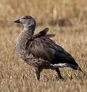 Blue-winged Goose