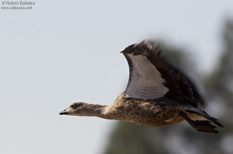 Blue-winged Goose