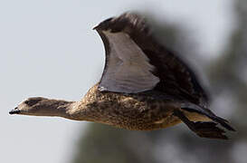 Blue-winged Goose