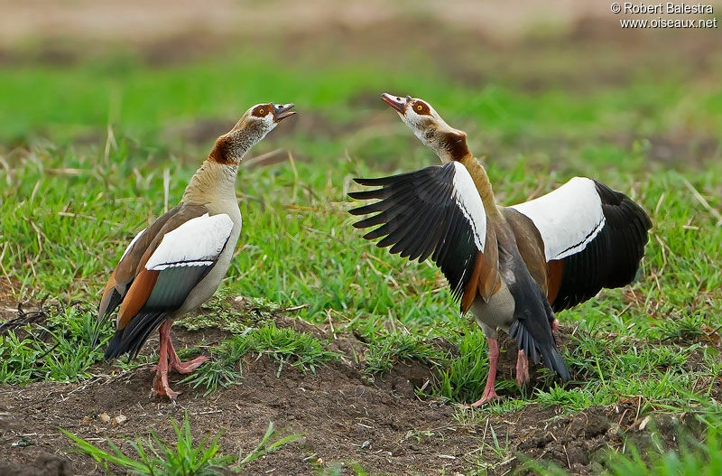 Egyptian Goose