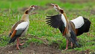 Egyptian Goose