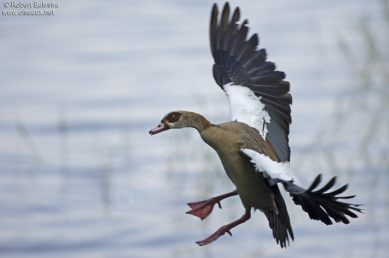 Egyptian Goose