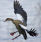 Egyptian Goose