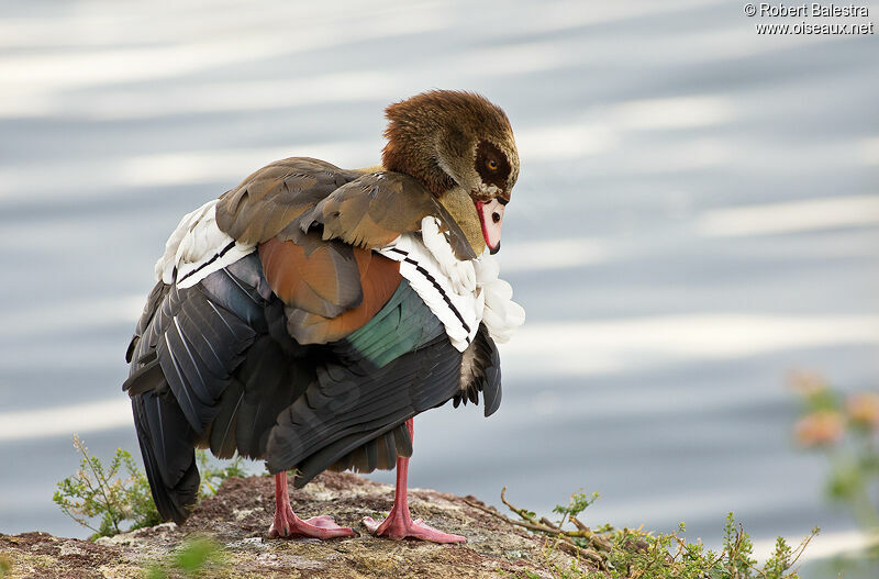 Egyptian Goose