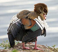 Egyptian Goose