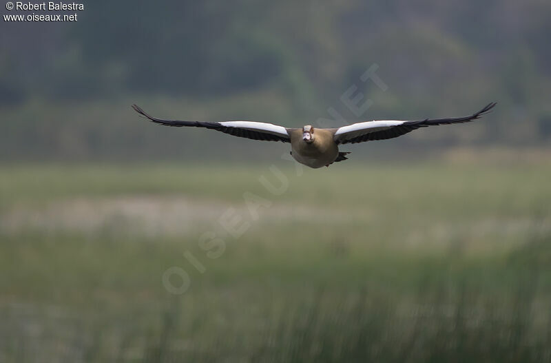 Egyptian Goose