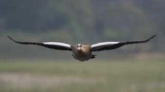 Egyptian Goose