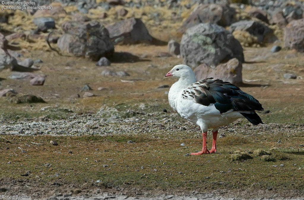 Andean Goose
