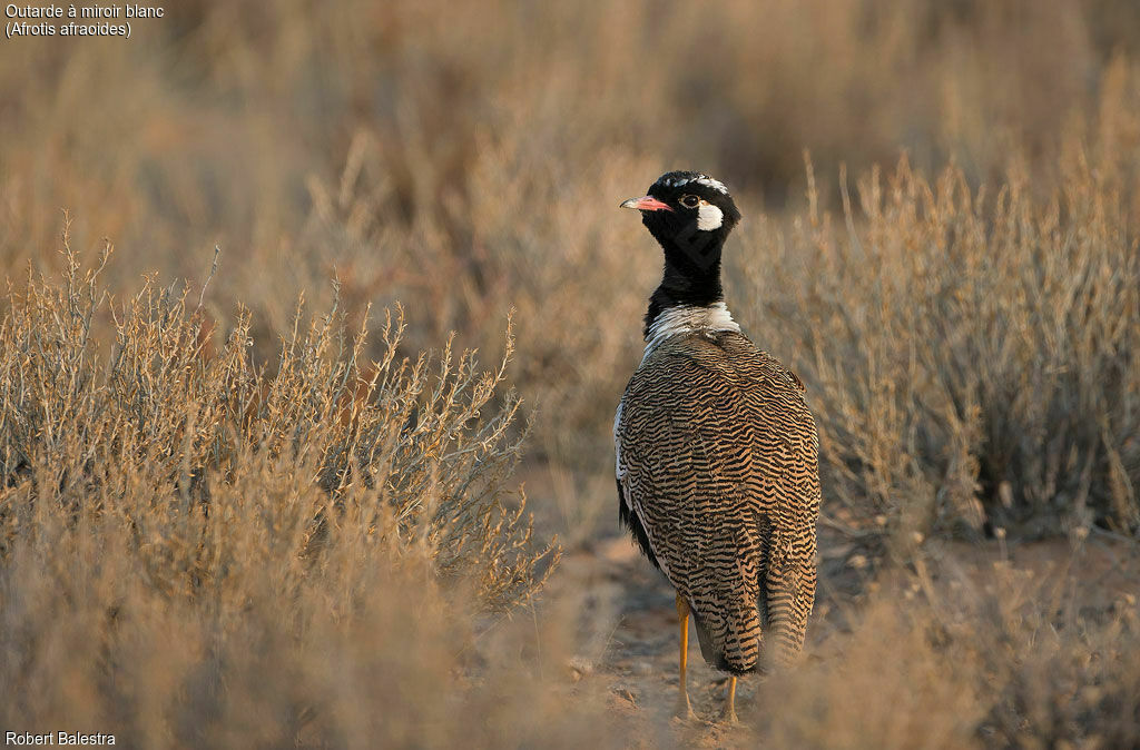 Northern Black Korhaan male