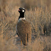 Northern Black Korhaan