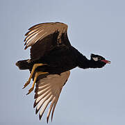 Northern Black Korhaan