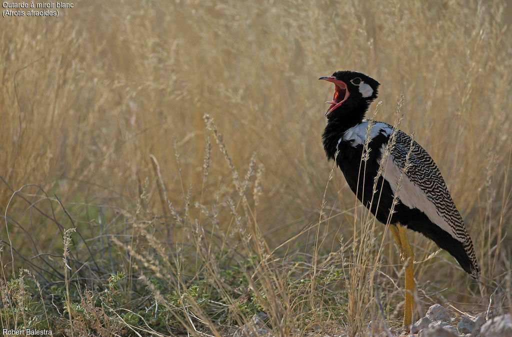 Northern Black Korhaan male