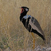 Northern Black Korhaan