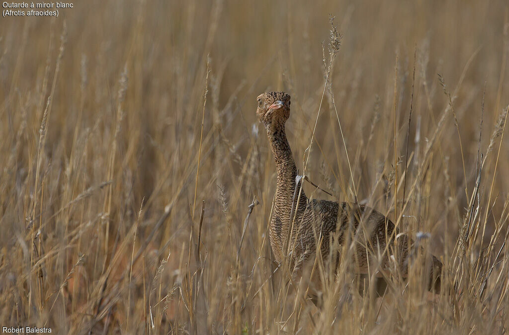 Northern Black Korhaan female