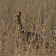 Northern Black Korhaan