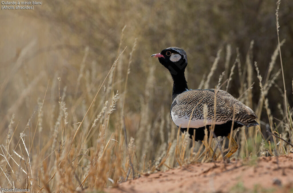 Northern Black Korhaan male, identification