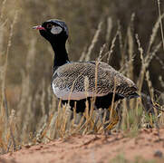 Northern Black Korhaan