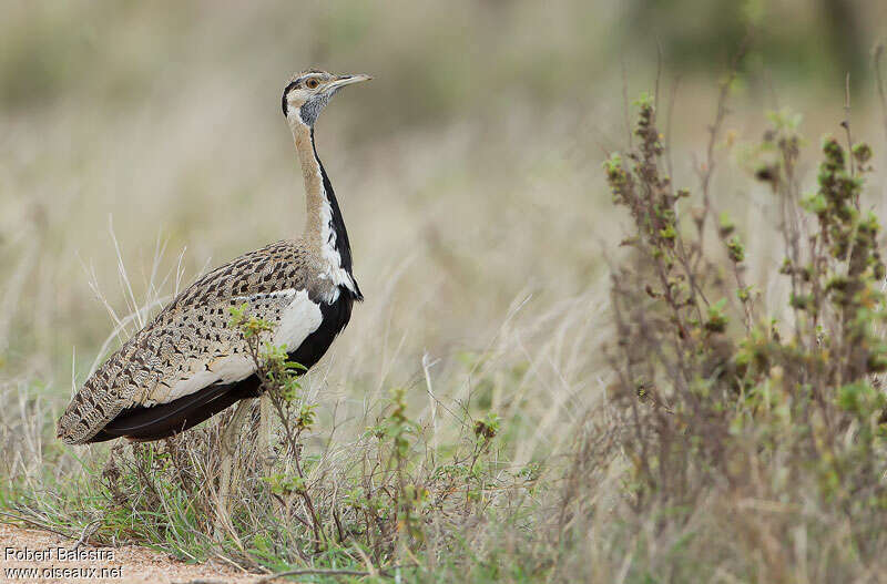 Black-bellied Bustard male adult, identification