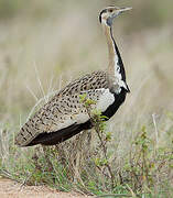 Black-bellied Bustard