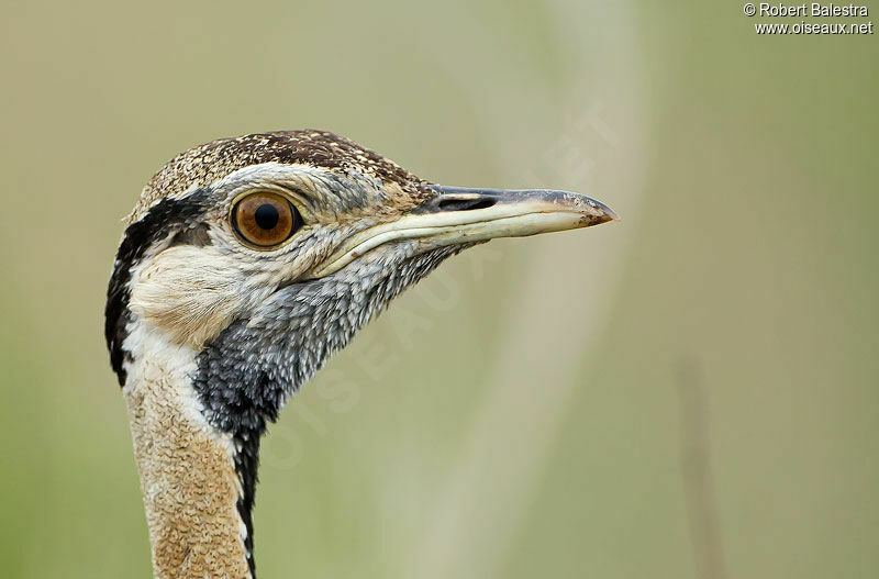 Black-bellied Bustard male adult