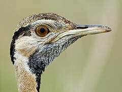 Black-bellied Bustard