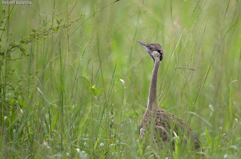 Black-bellied Bustard