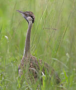 Black-bellied Bustard