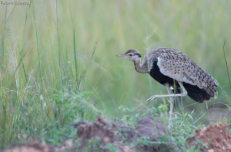 Black-bellied Bustard