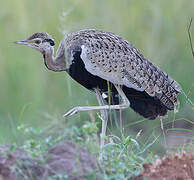 Black-bellied Bustard