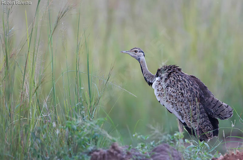 Black-bellied Bustard