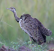 Black-bellied Bustard