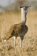 Arabian Bustard