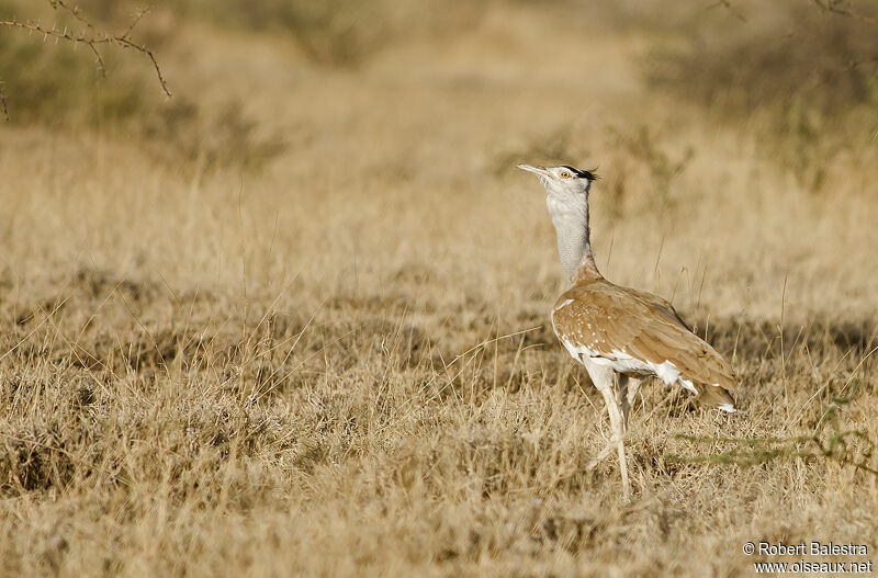 Arabian Bustard