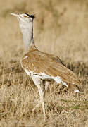 Arabian Bustard