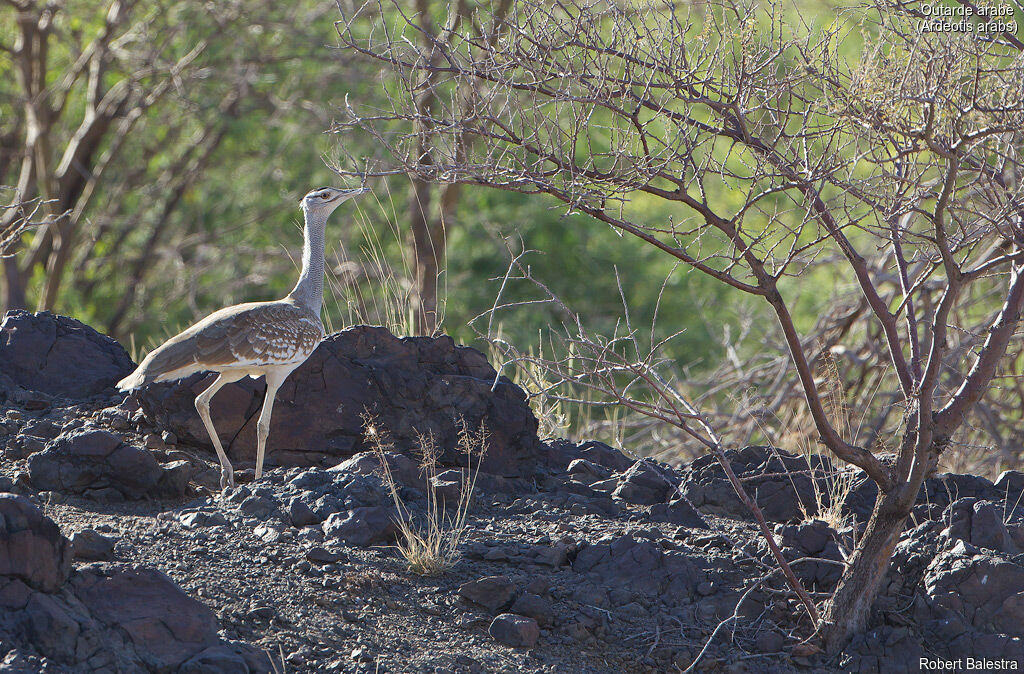 Arabian Bustard