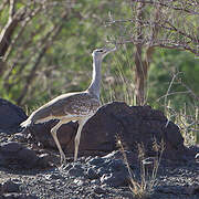 Arabian Bustard