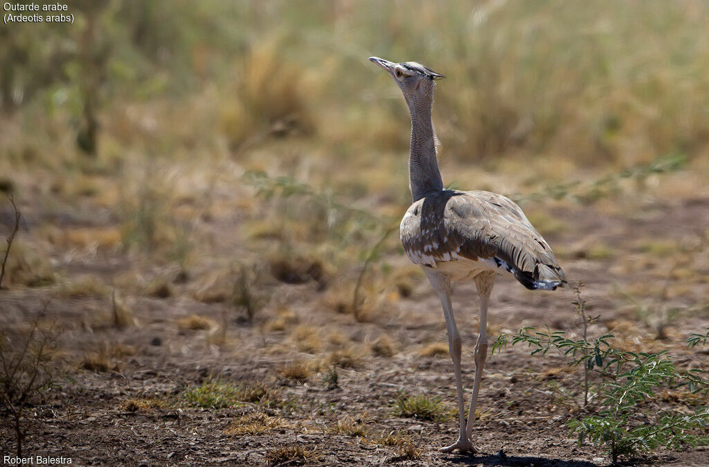 Arabian Bustard