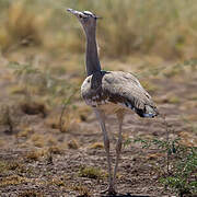 Arabian Bustard