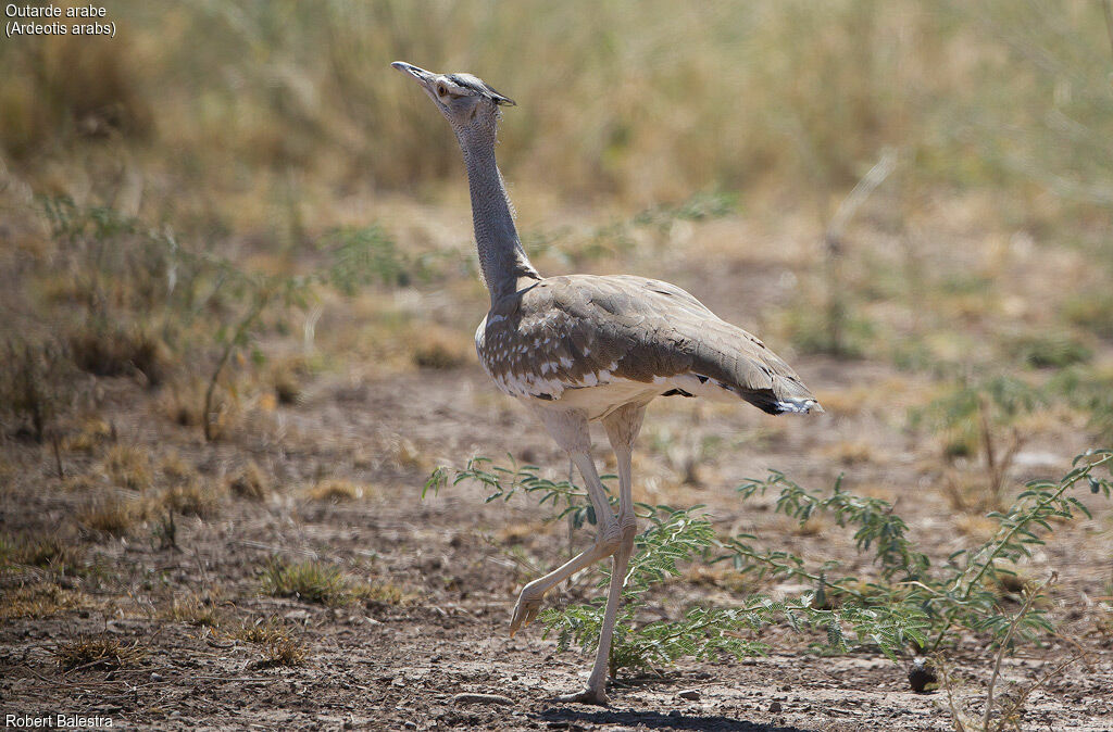 Arabian Bustard