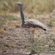 Arabian Bustard