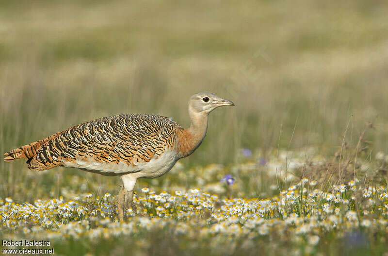 Great Bustard female adult breeding, identification